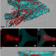 The bacteria is red, the sponge is blue (Cardinale et al)
